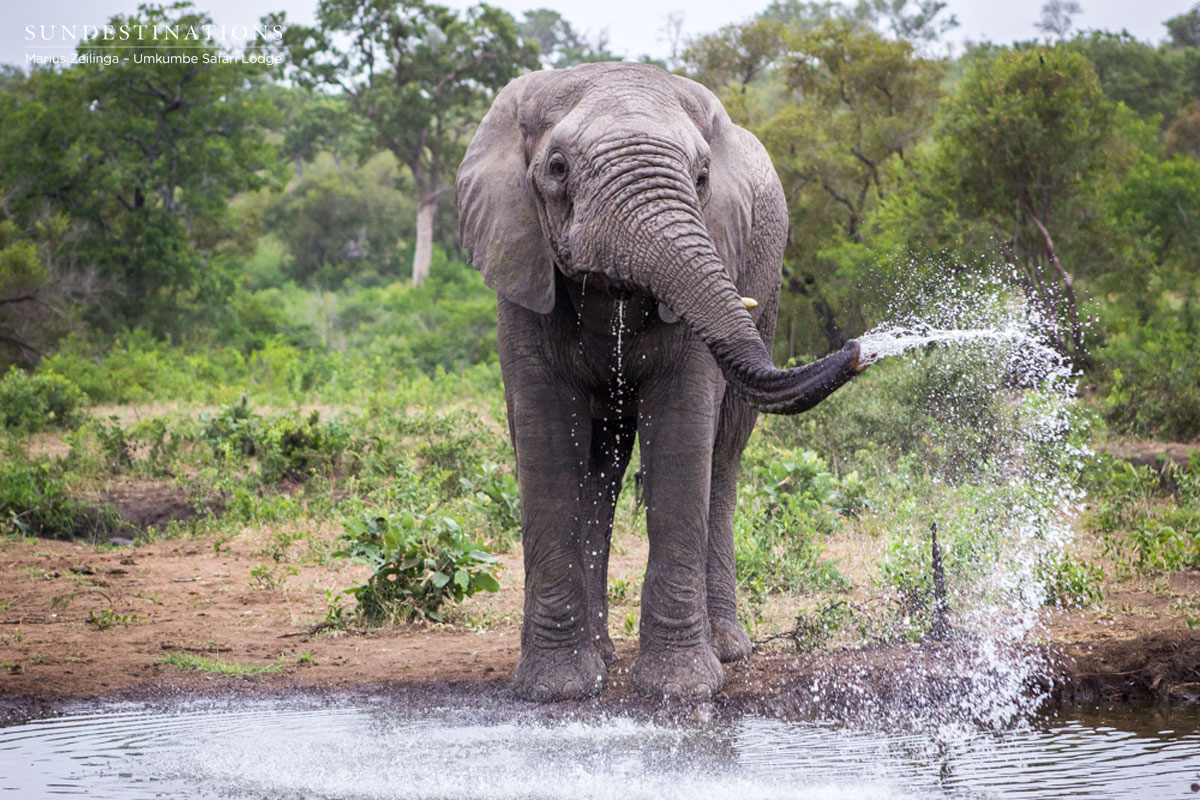 Umkumbe Elephant Umkumbe Elephant