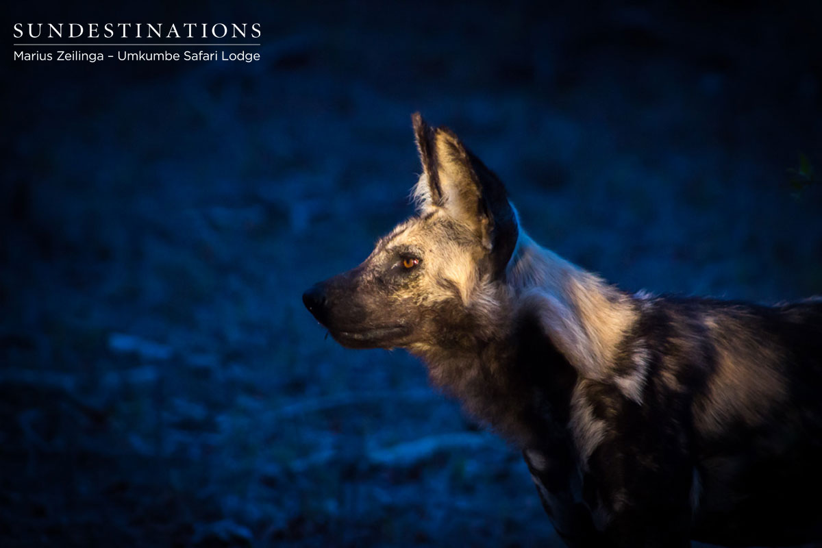 African Wild Dog