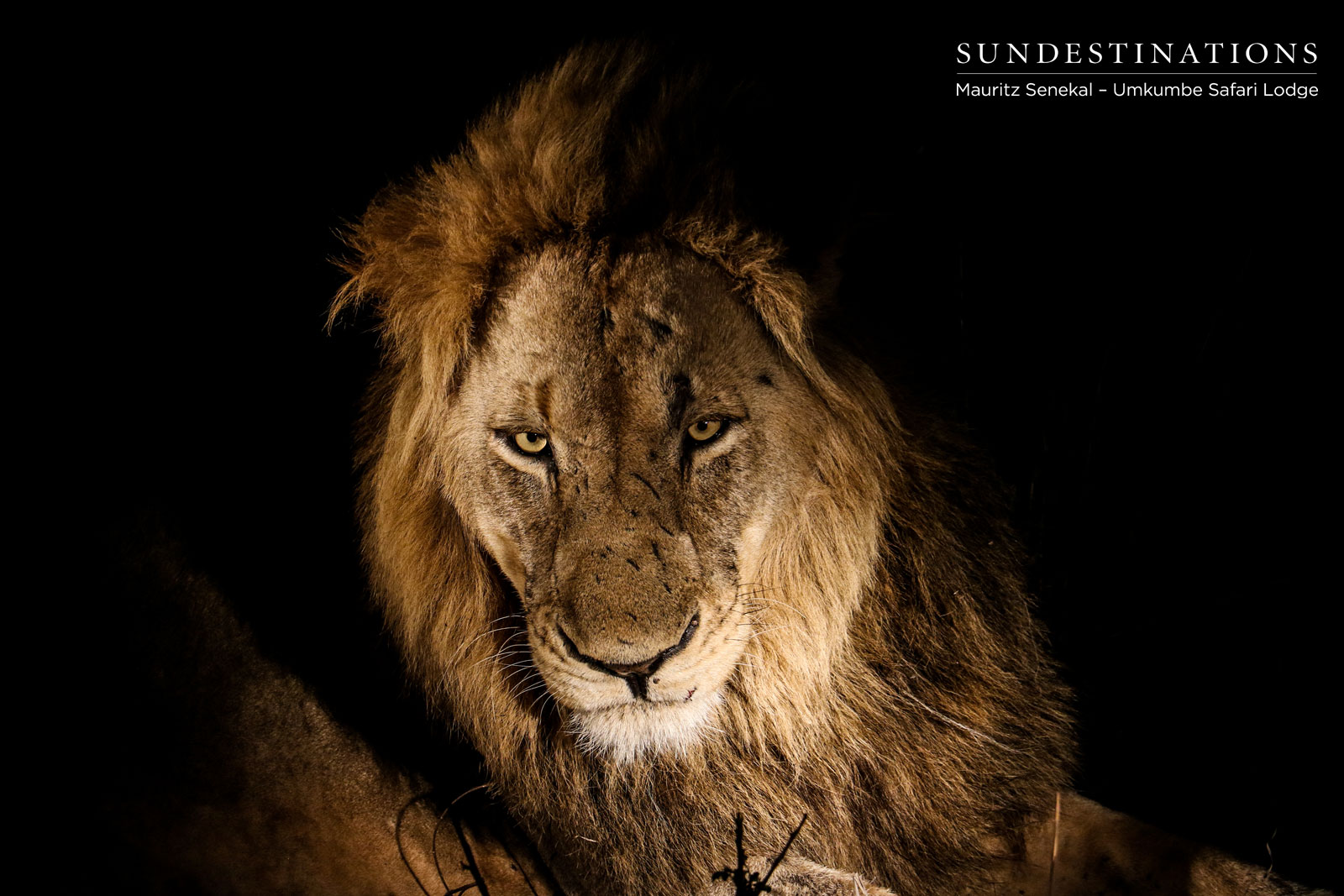 Charleston Male Lion