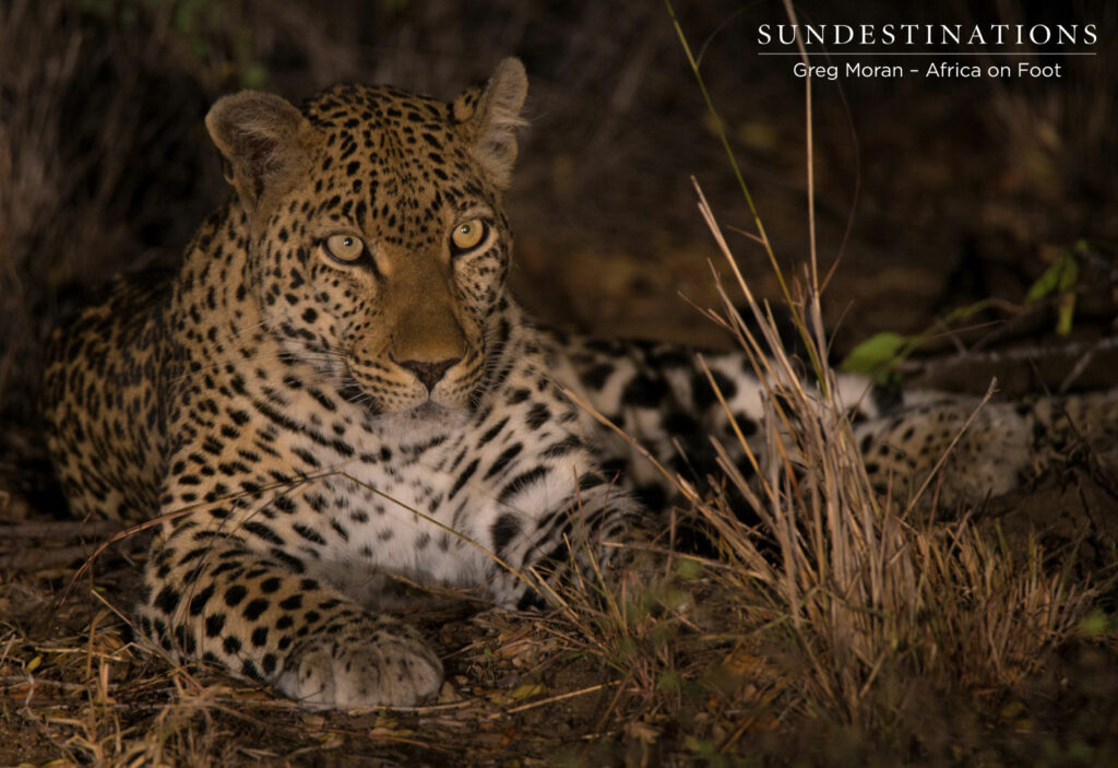 Unknown Leopard