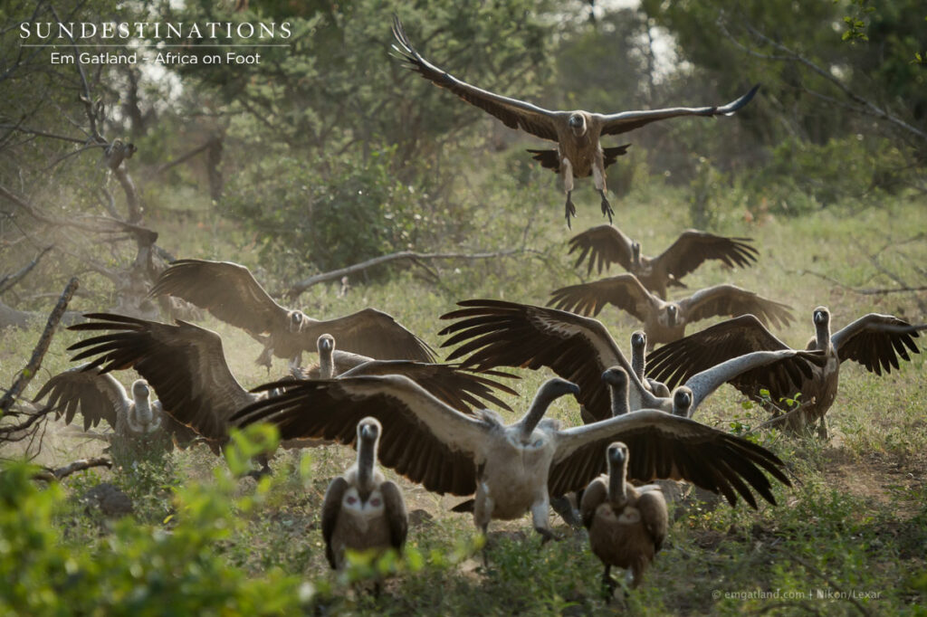Vultures Swoop Down