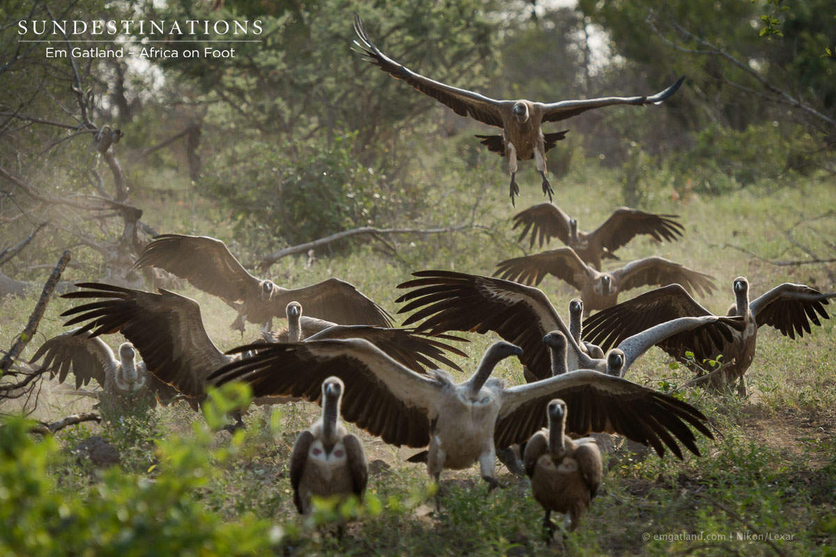 Vultures Swoop Down