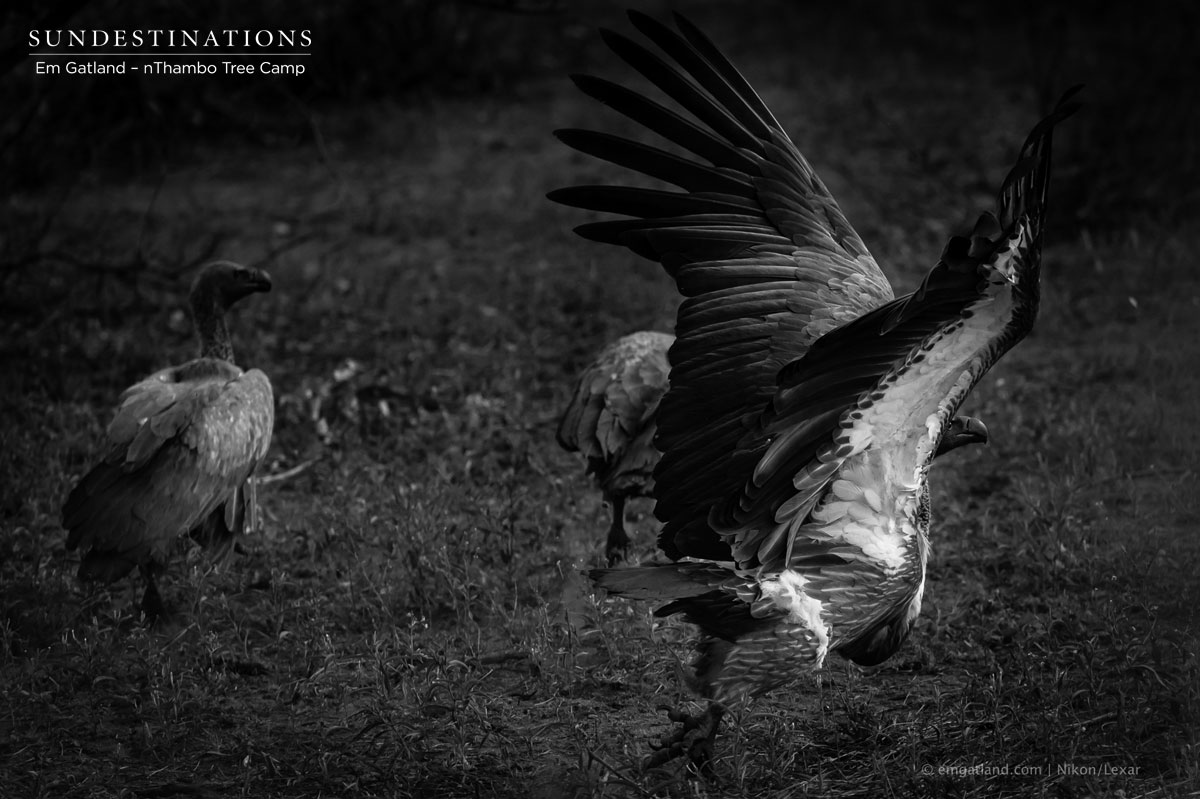 Kettle of Vultures