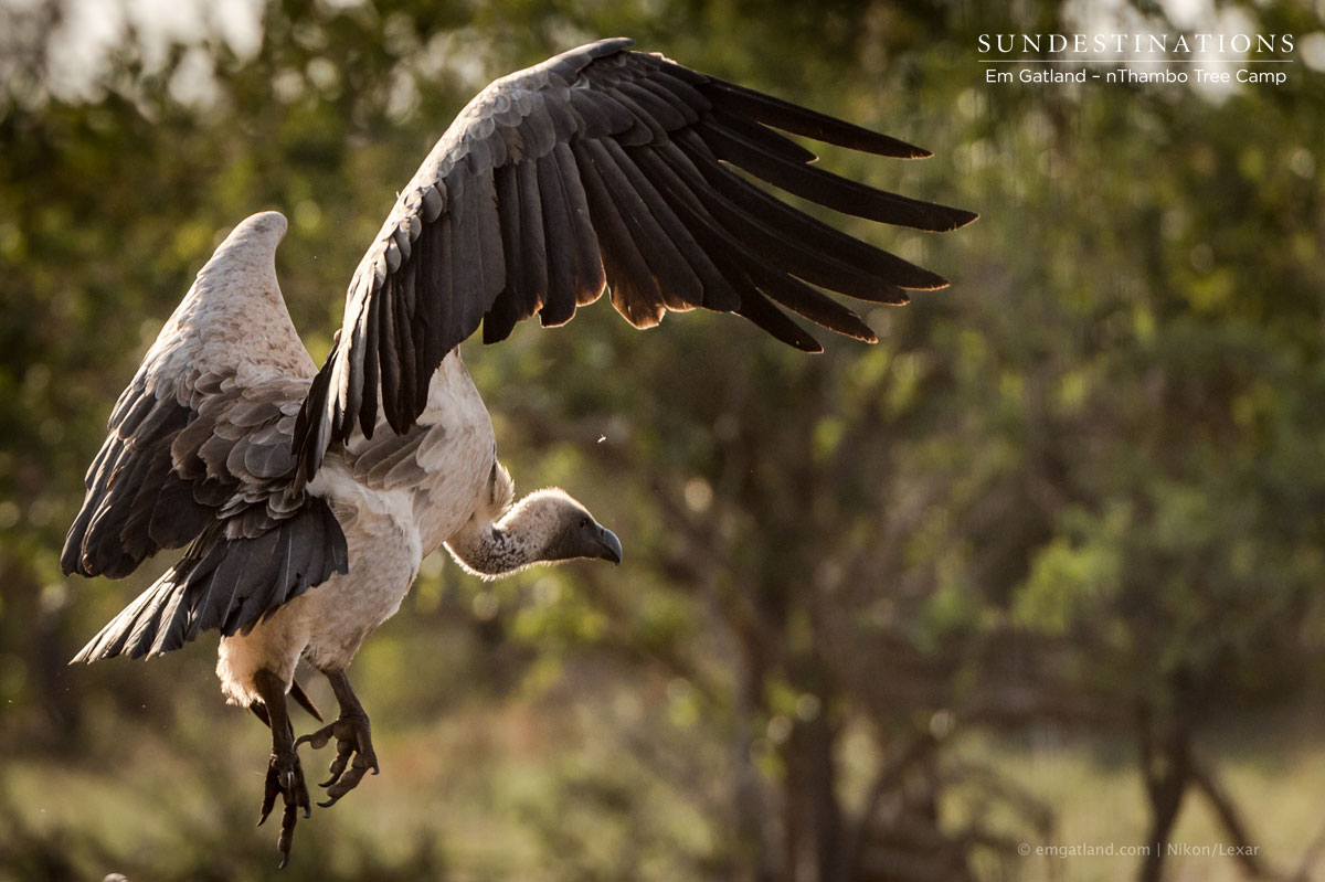 Vulture Eating Buffalo Carcass