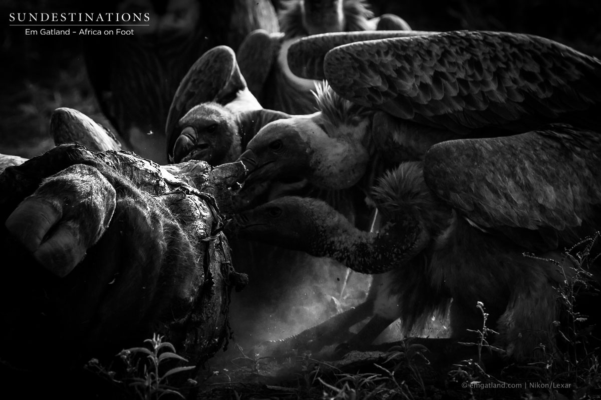 Vulture Feast