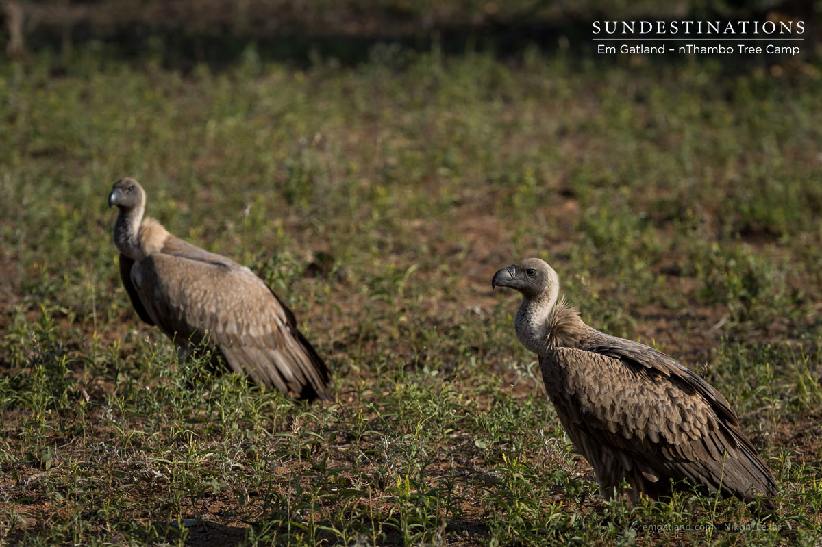 White-backed vultures