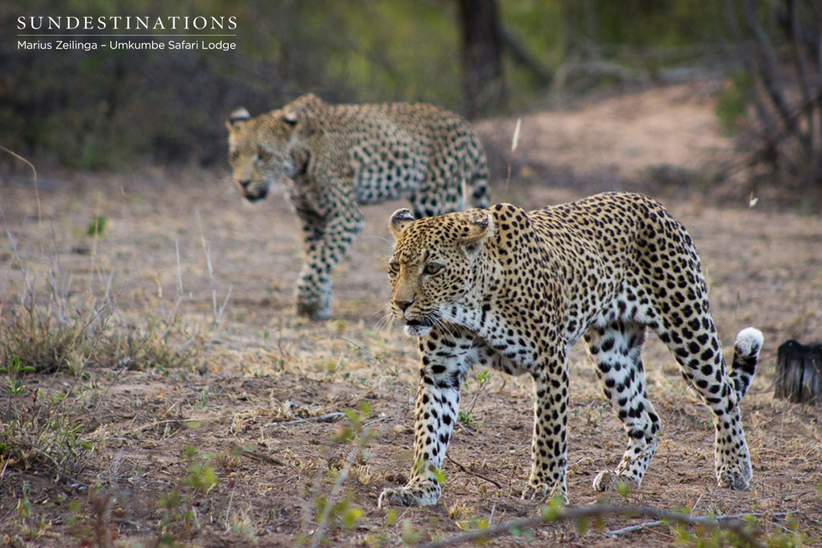 White Dam & Cub