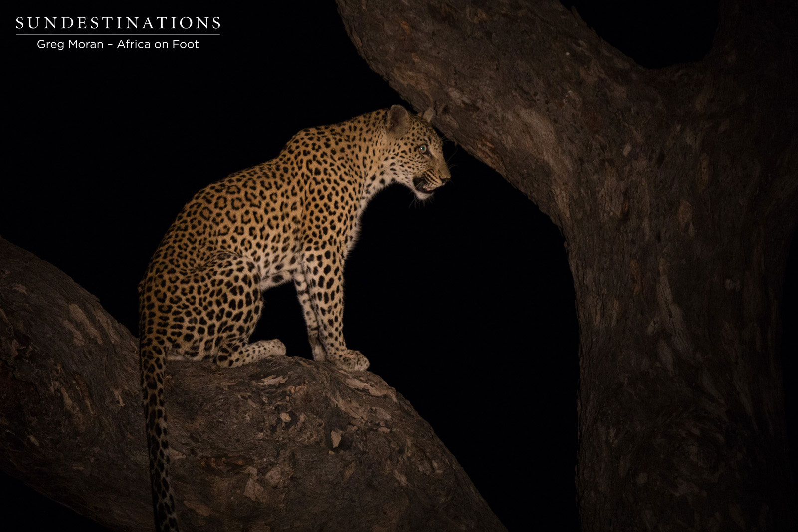 Africa on Foot Leopard