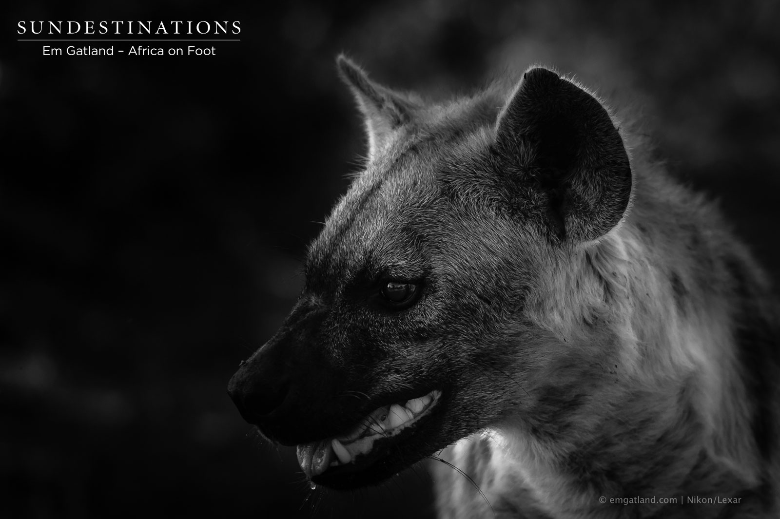 Hyena Klaserie Hyena Klaserie