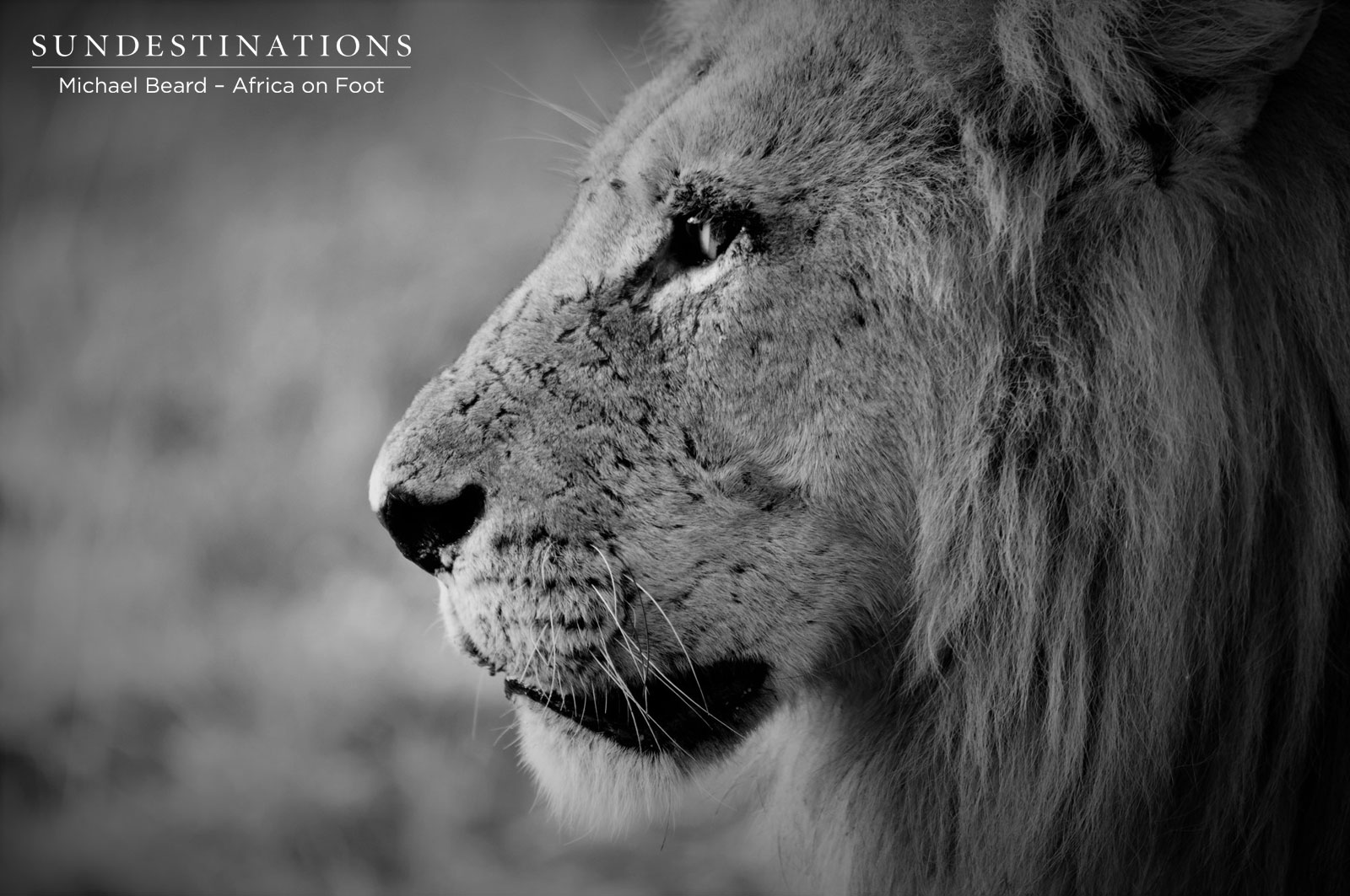 Trilogy Lion Trilogy Lion