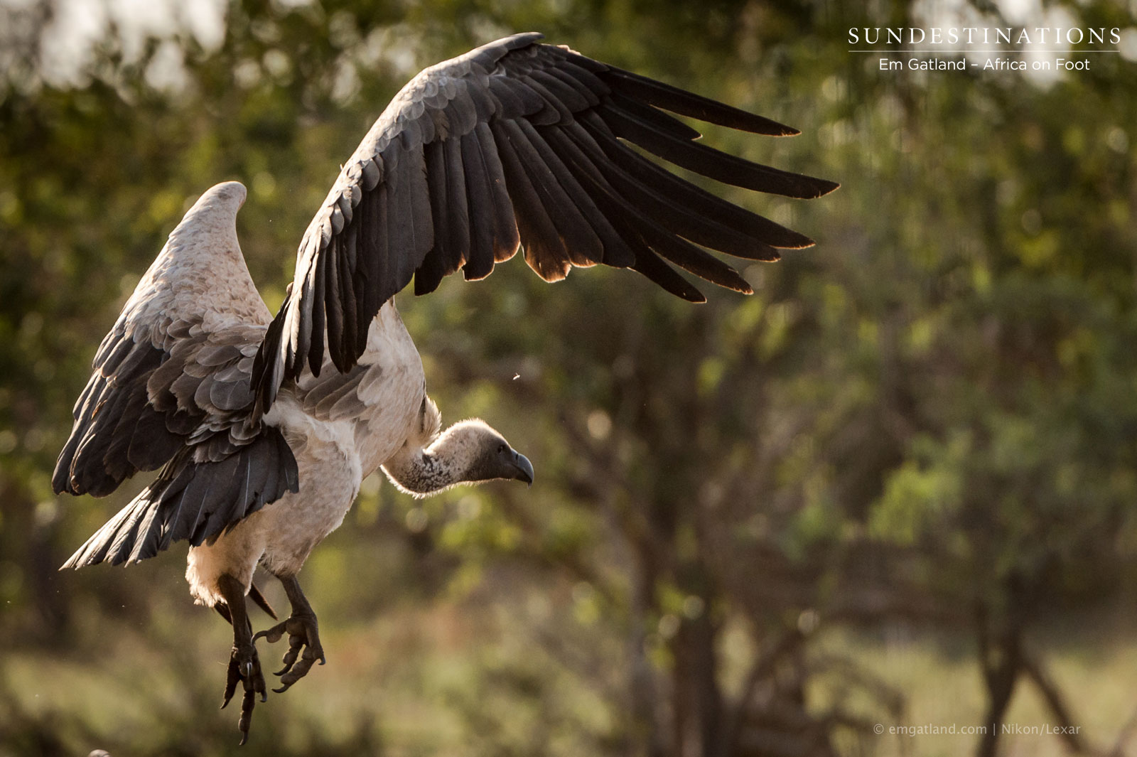 Vulture Swooping Down Vulture Swooping Down