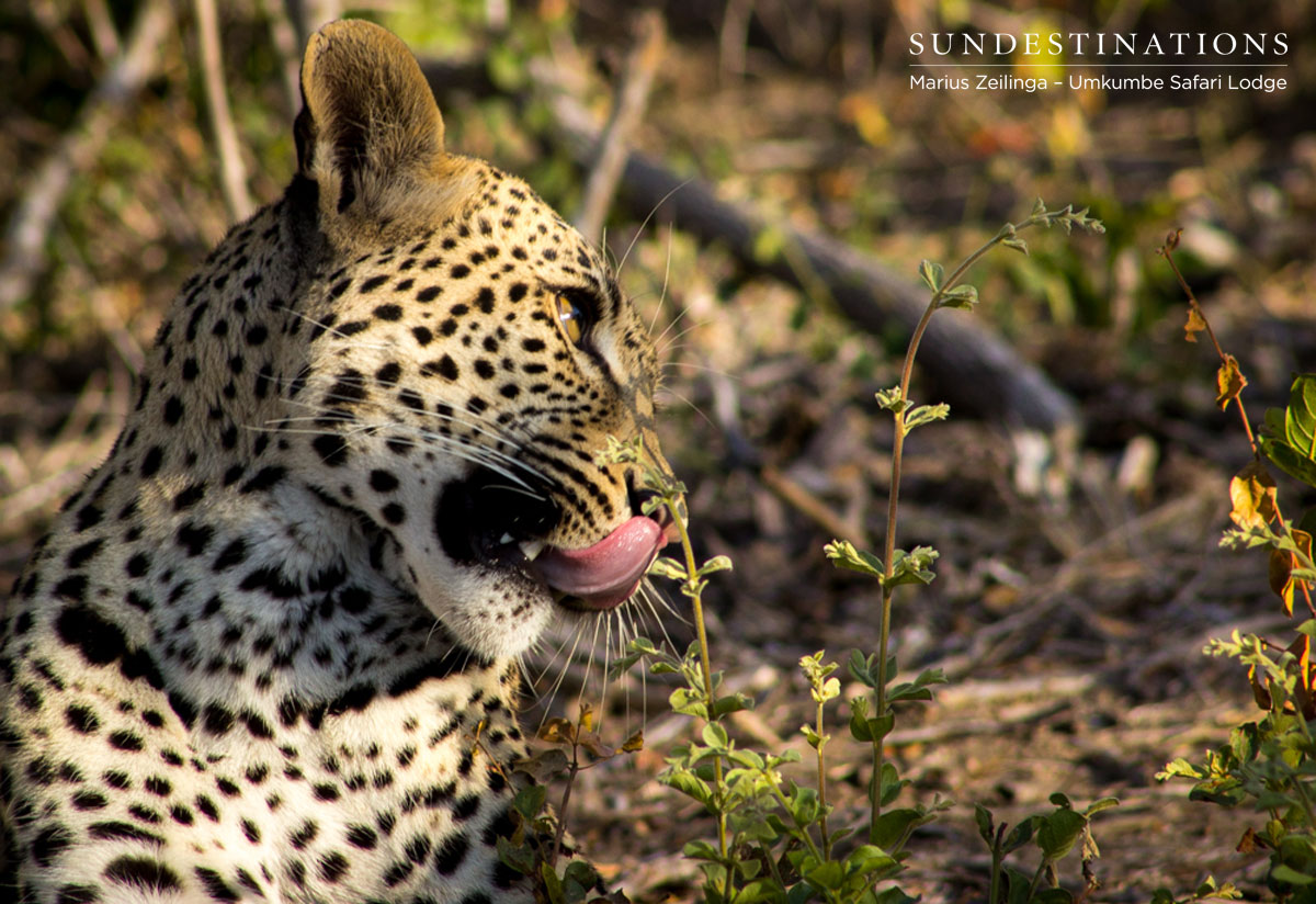 White Dam's Cub White Dam's Cub