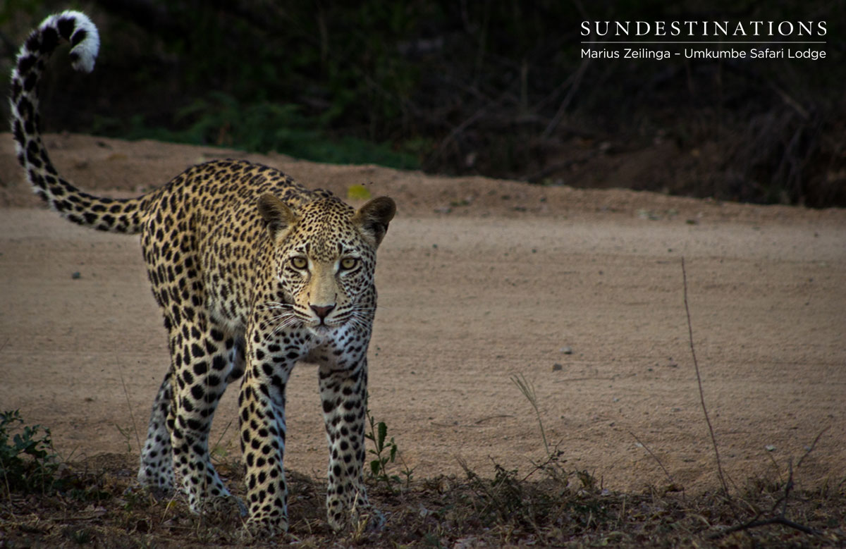 White Dam's Cub White Dam's Cub