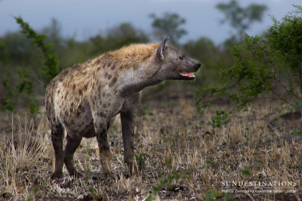 Toothfairy the Hyena Toothfairy the Hyena