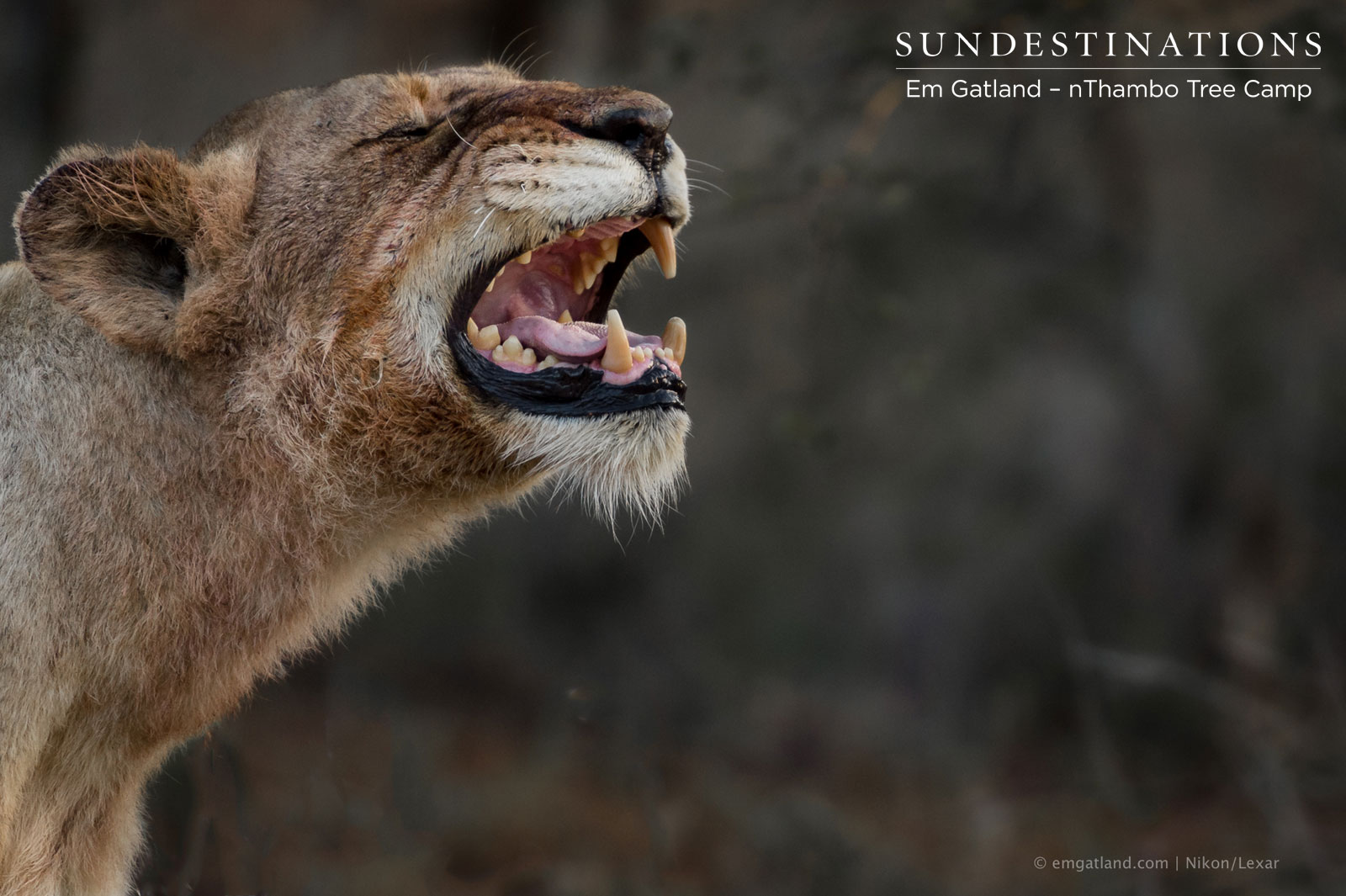 Ross Pride Lioness Ross Pride Lioness