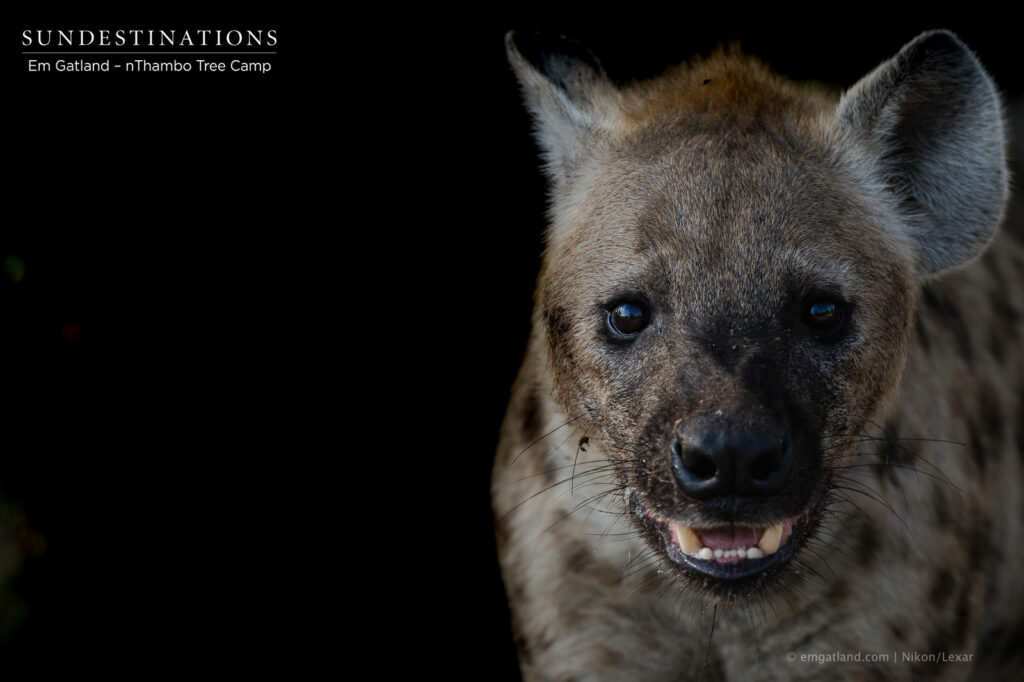 Hyena nThambo