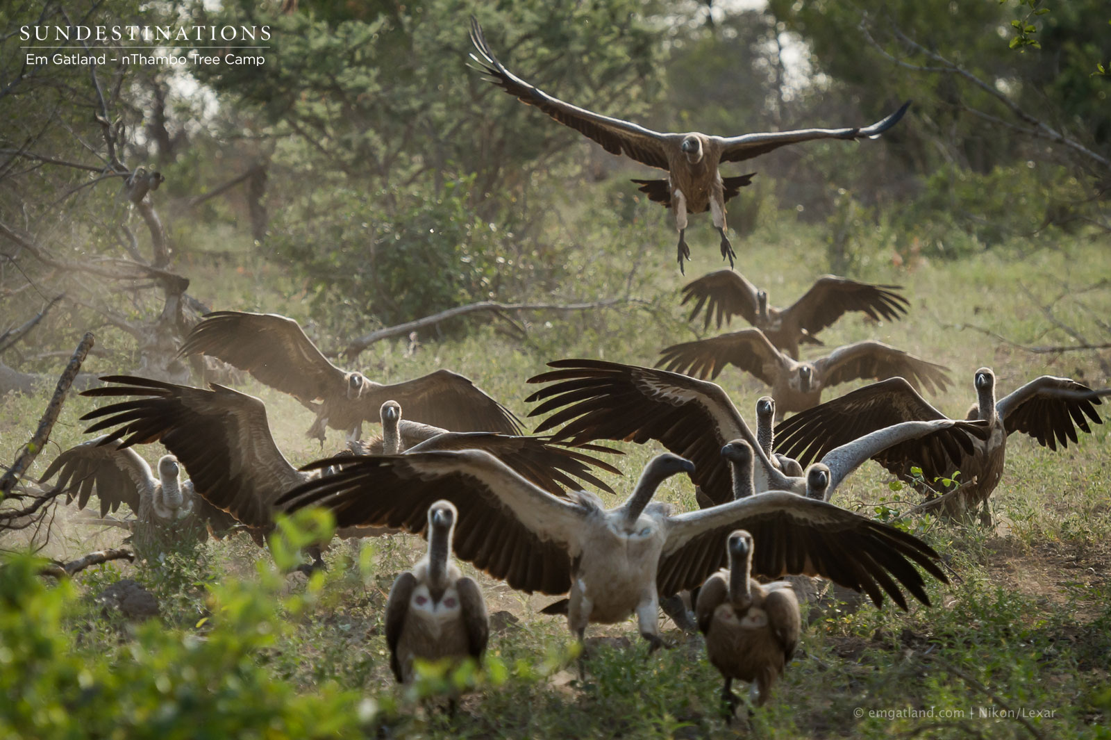 Hyenas and Vultures Hyenas and Vultures
