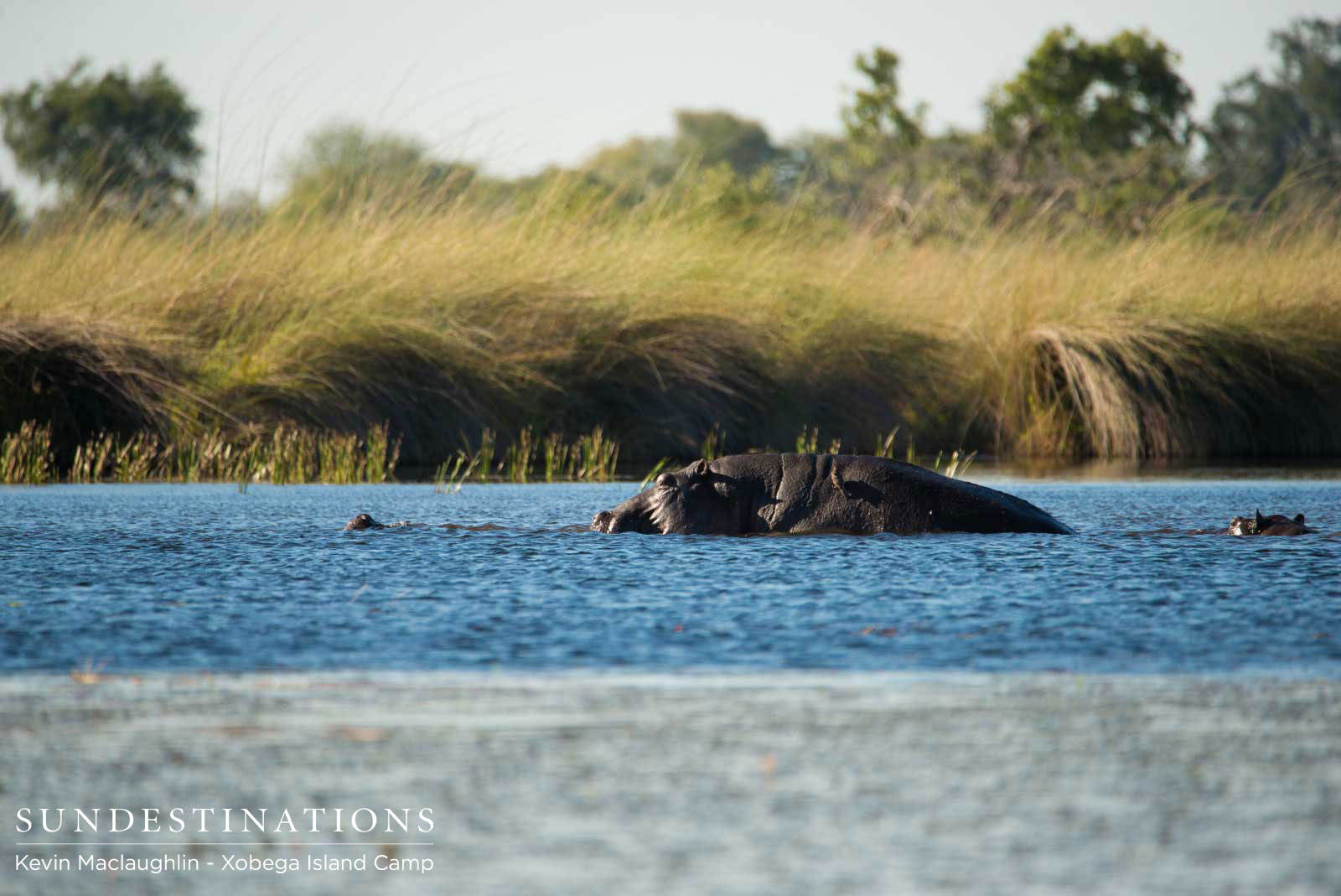 Hippos Mate Xobega Hippos Mate Xobega
