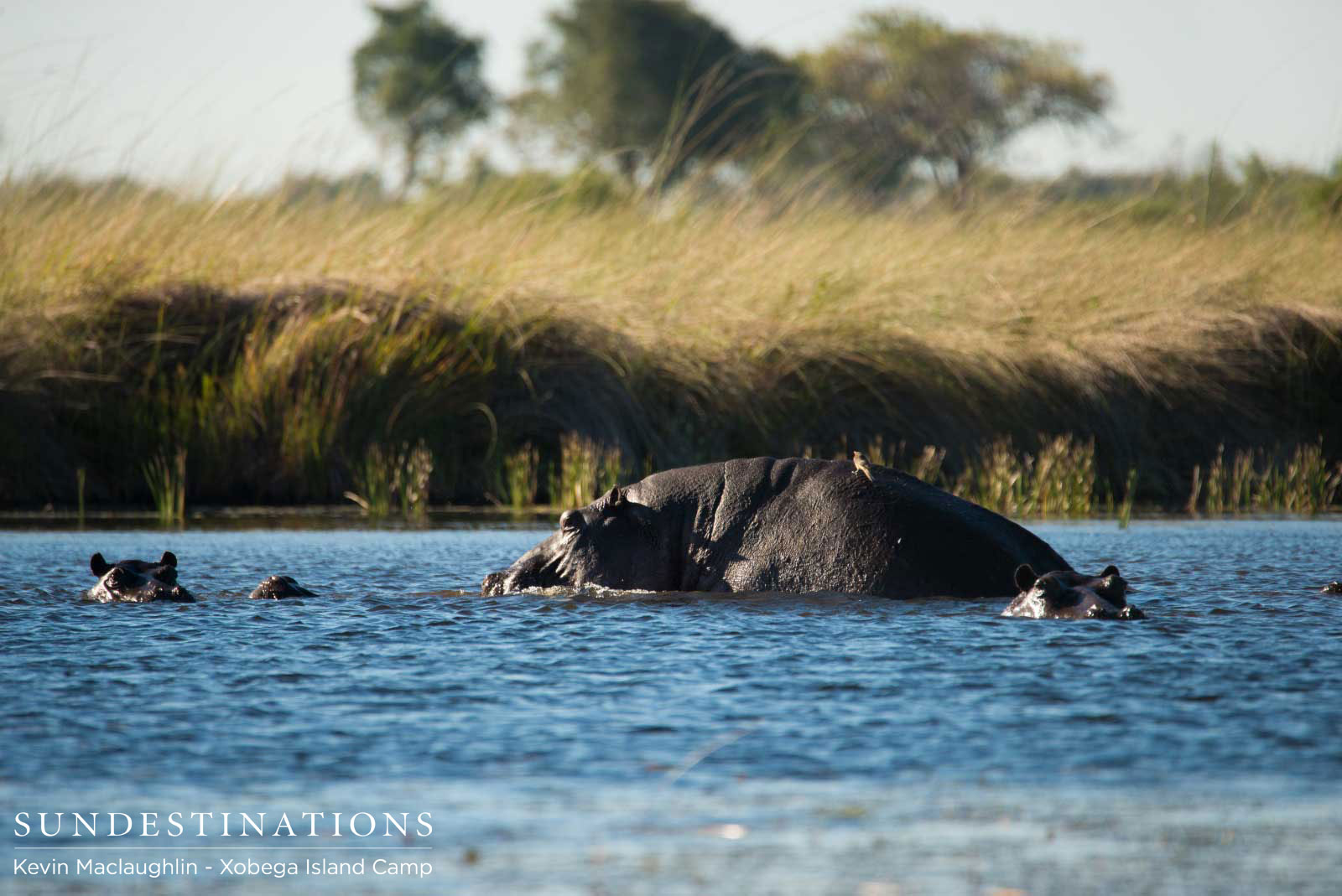Hippos Mate Xobega Botswana Hippos Mate Xobega Botswana