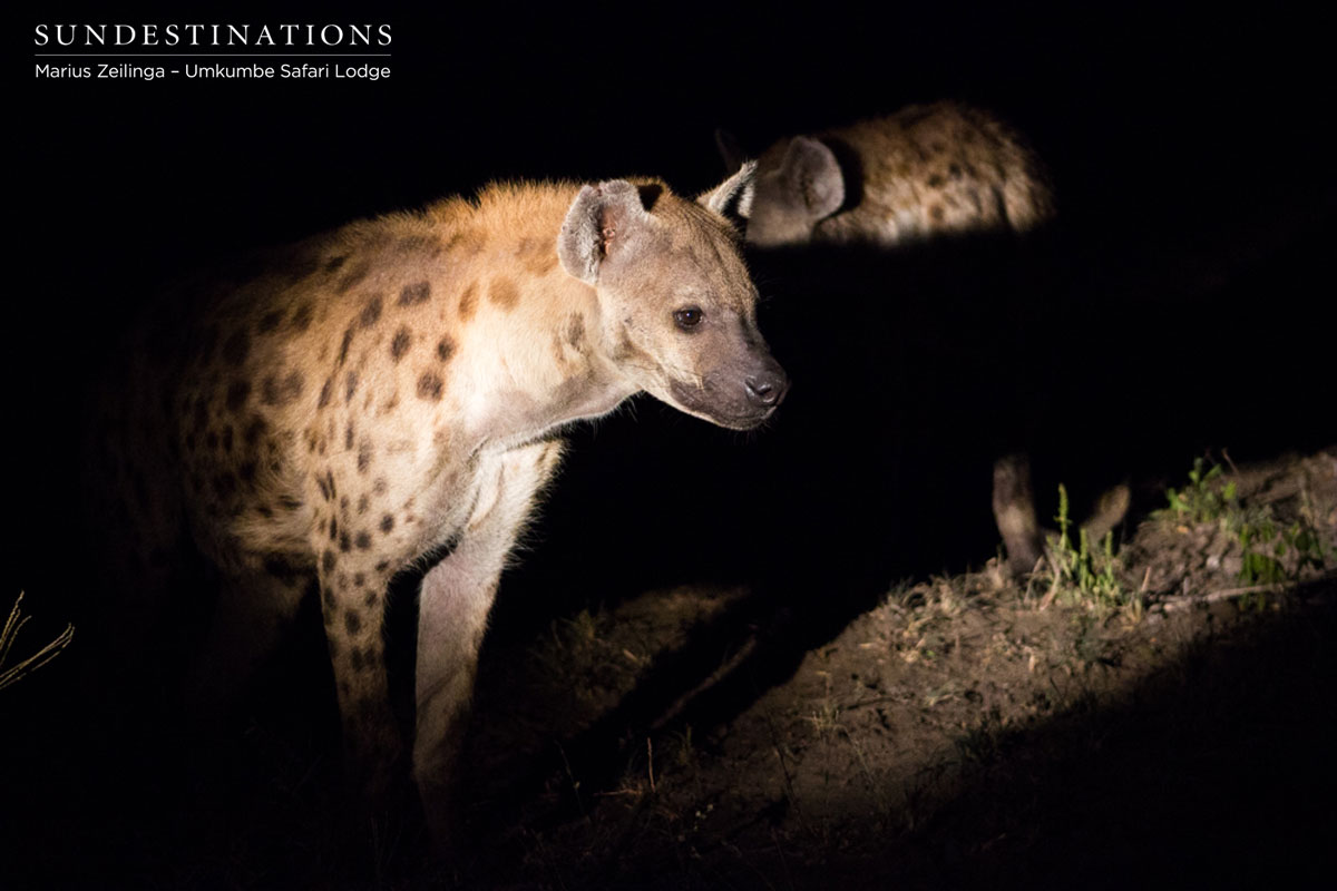 Toothfairy the hyena