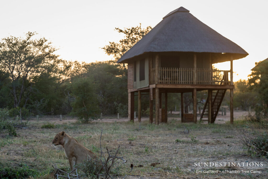 Ross Pride Lioness