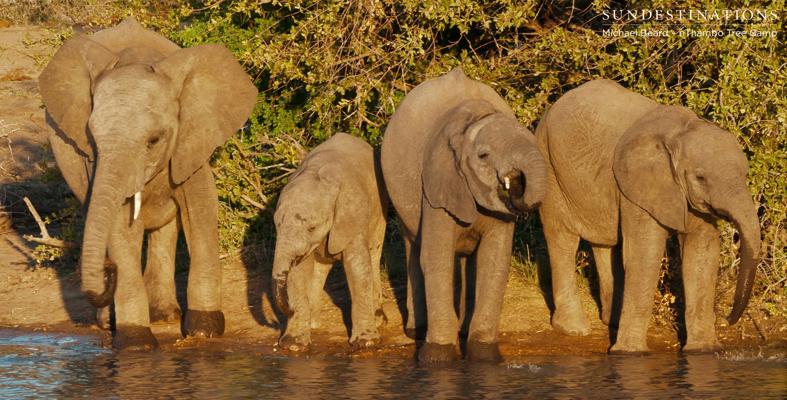 nThambo Elephant Herd nThambo Elephant Herd