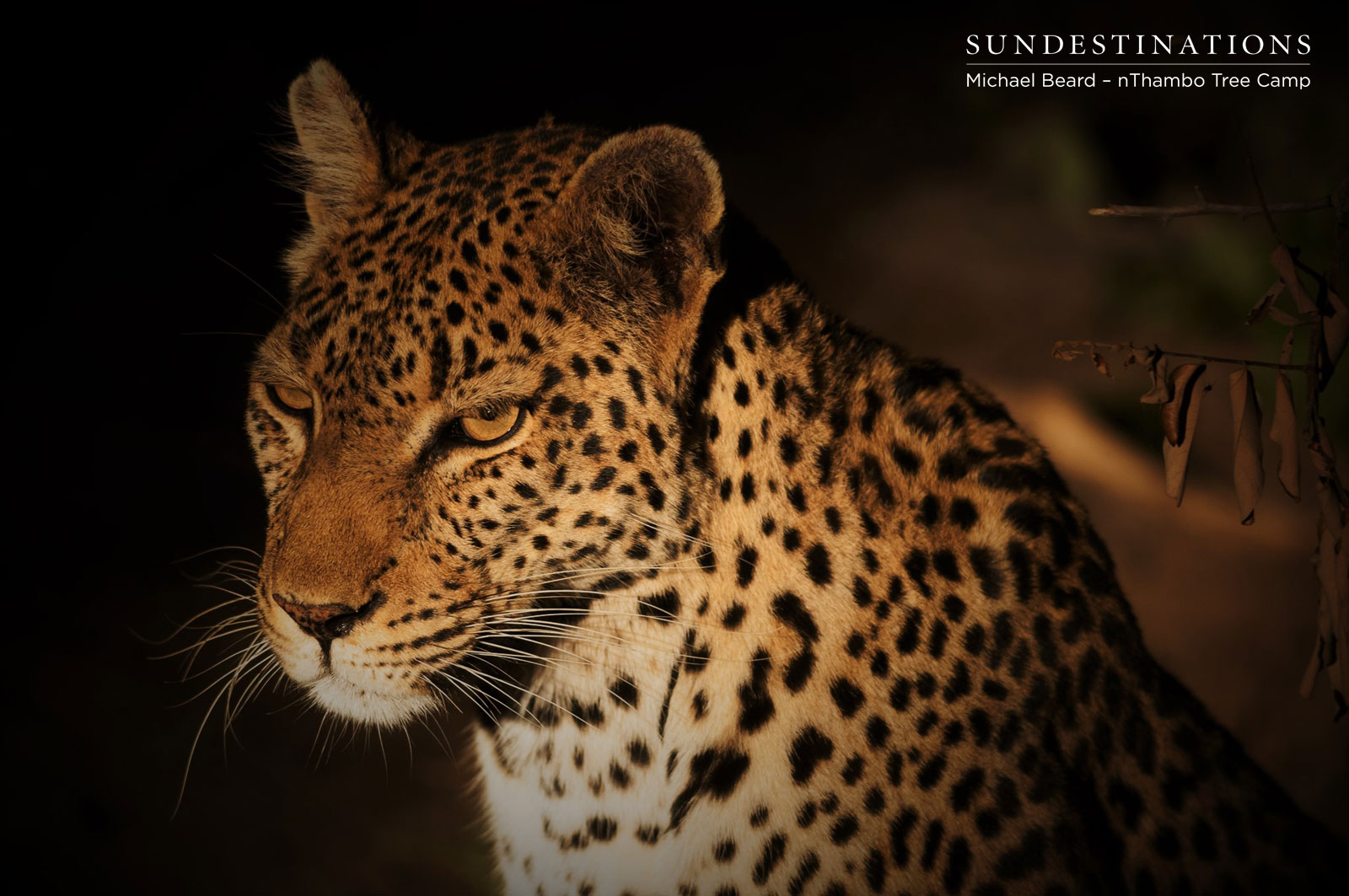 nThambo Cleo Leopard nThambo Cleo Leopard