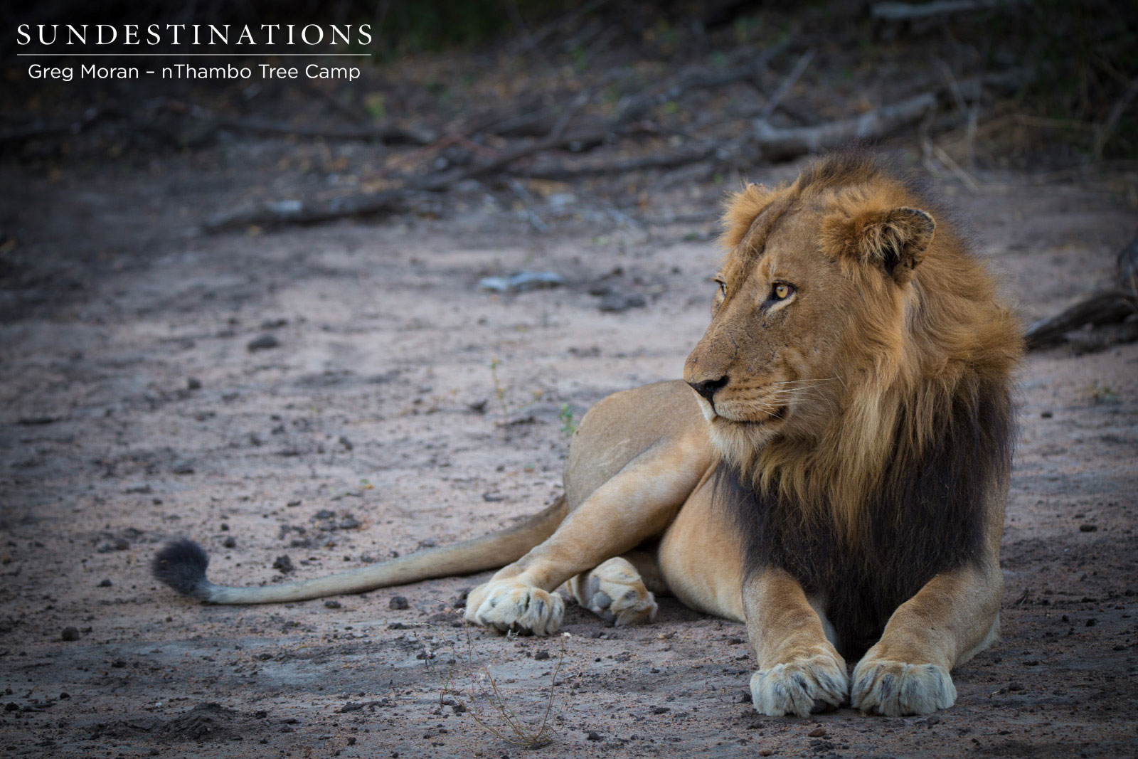 Mabande Male Lion Mabande Male Lion