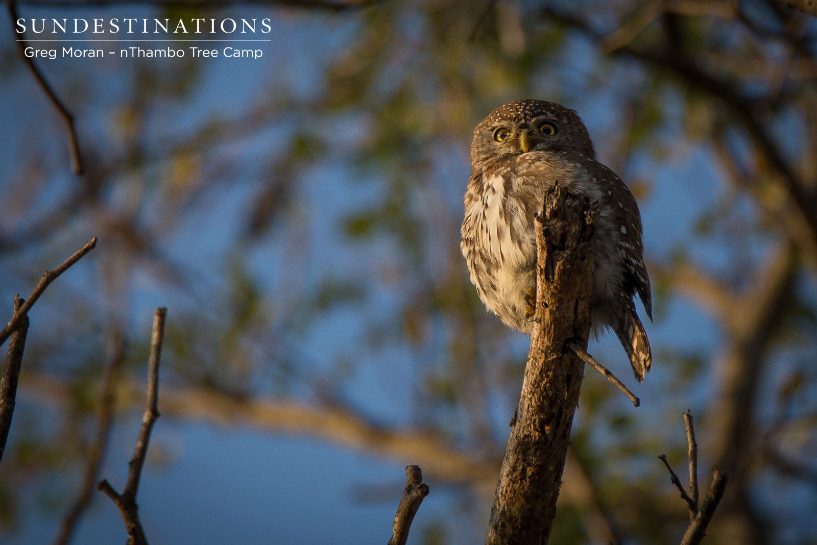 Pearl Spotted Owlet Pearl Spotted Owlet