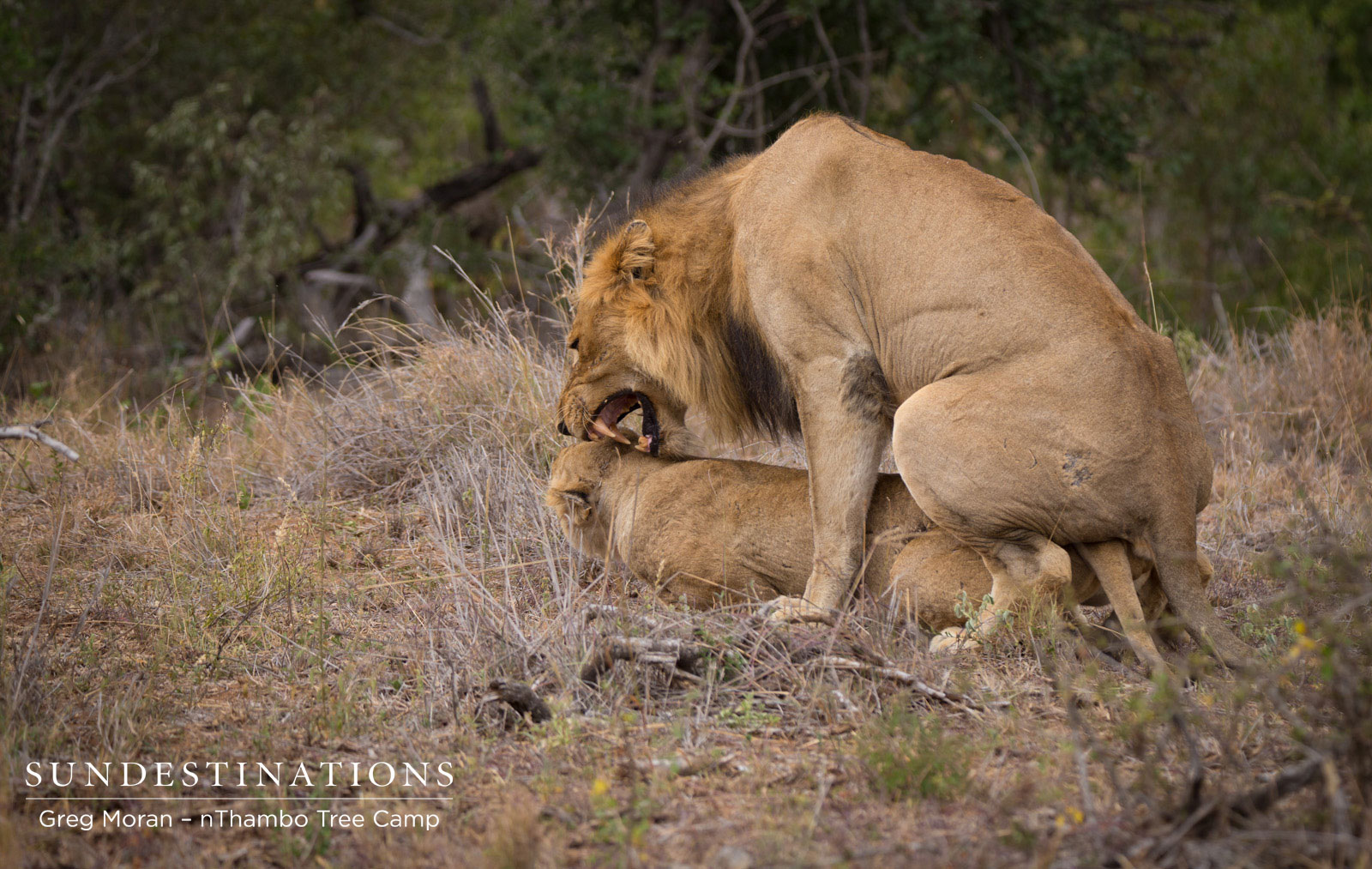 Mabande nThambo Mating
