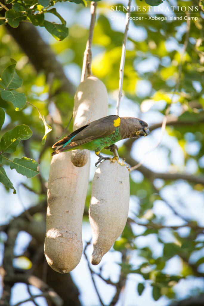 A brightly coloured Meyer's parrot gorges itself on the fruit of a sausage tree on Xobega Island A brightly coloured Meyer's parrot gorges itself on the fruit of a sausage tree on Xobega Island