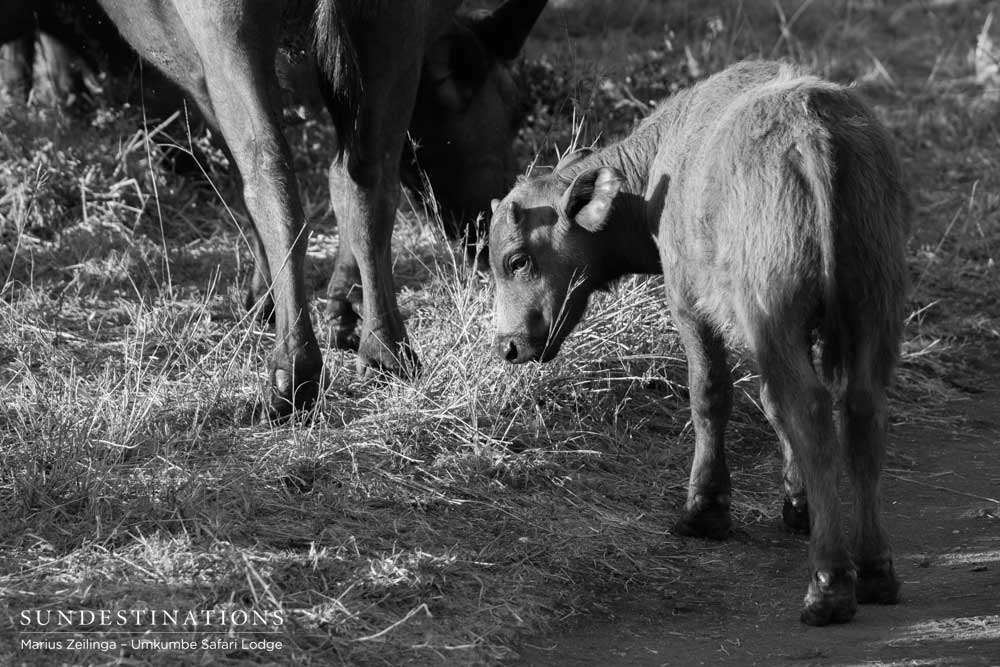 A furry young buffalo bows its head into the sun A furry young buffalo bows its head into the sun