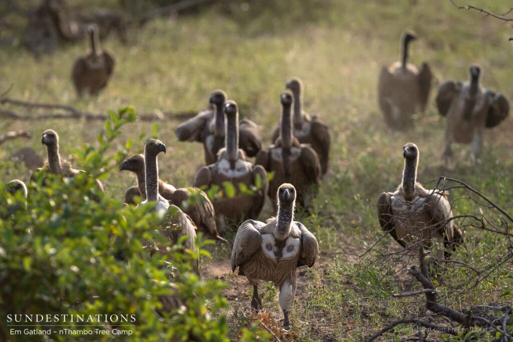 A gang of vultures makes its entrance and heads determinedly to a ripe carcass A gang of vultures makes its entrance and heads determinedly to a ripe carcass