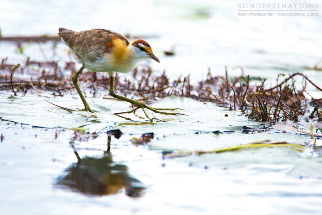 A lesser jacana steps tentatively across the water, using lilly pads as stepping stones A lesser jacana steps tentatively across the water, using lilly pads as stepping stones