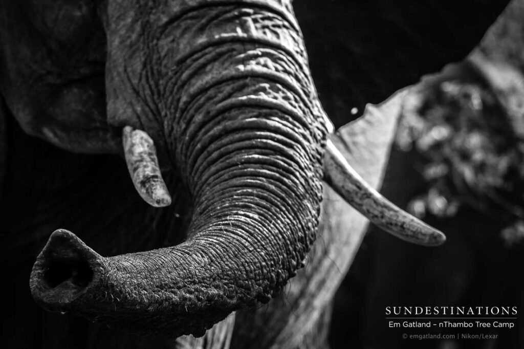 A moment with an inquisitive elephant tenderly testing the air with her trunk A moment with an inquisitive elephant tenderly testing the air with her trunk