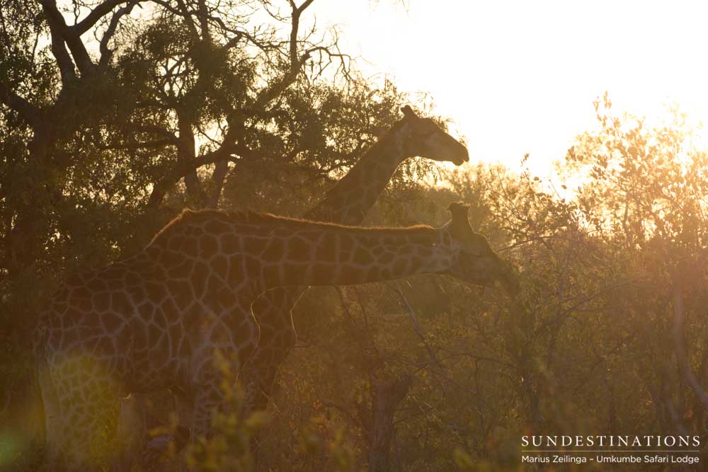 A pair of giraffe browses happily among the thorns of their favourite acacia tree A pair of giraffe browses happily among the thorns of their favourite acacia tree