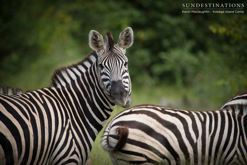 A pair of zebras stand out spectacularly from the lush green Moremi trees A pair of zebras stand out spectacularly from the lush green Moremi trees