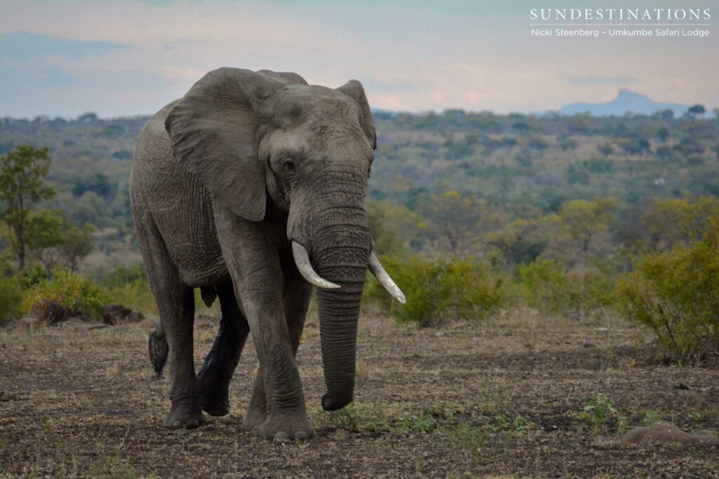 A solo bull elephant strides across the Sabi Sand A solo bull elephant strides across the Sabi Sand