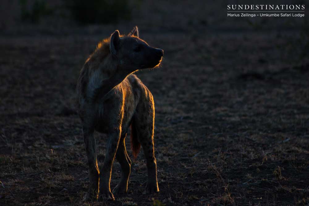 A spotted hyena boasts a golden outline in the near-darkness A spotted hyena boasts a golden outline in the near-darkness