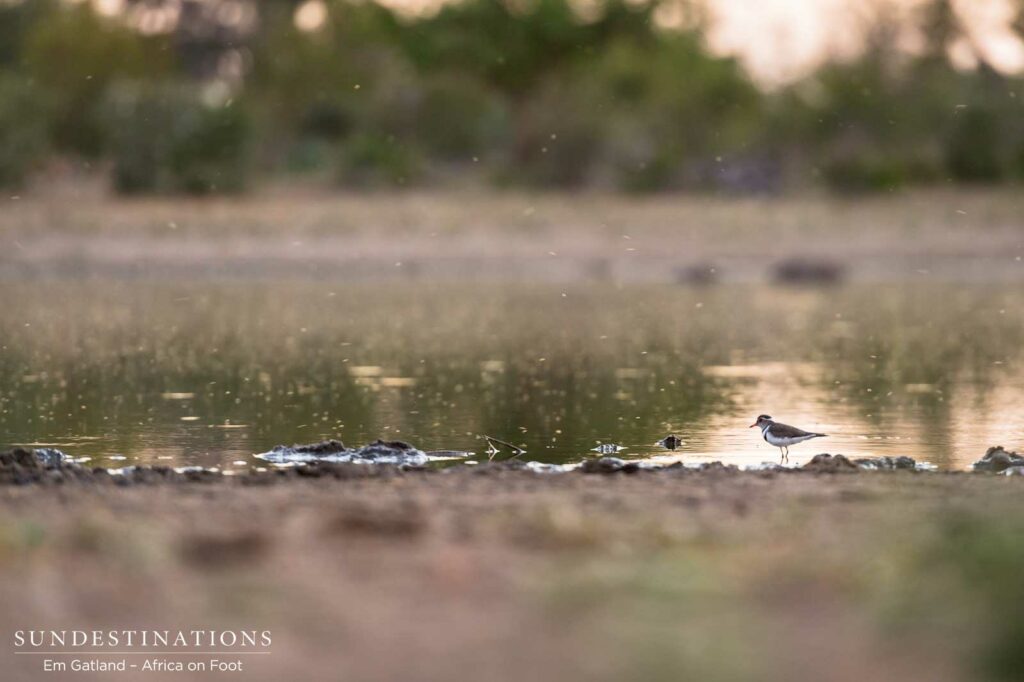 A three-banded plover approaches the waterhole at dawn A three-banded plover approaches the waterhole at dawn