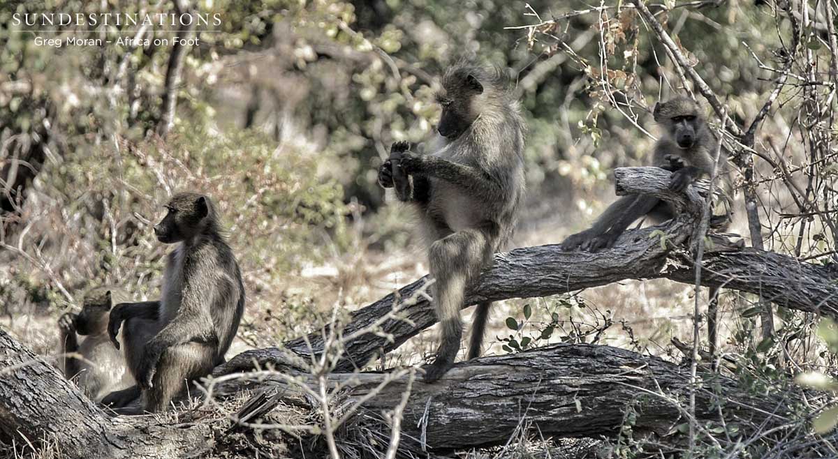 Africa On Foot Baboons