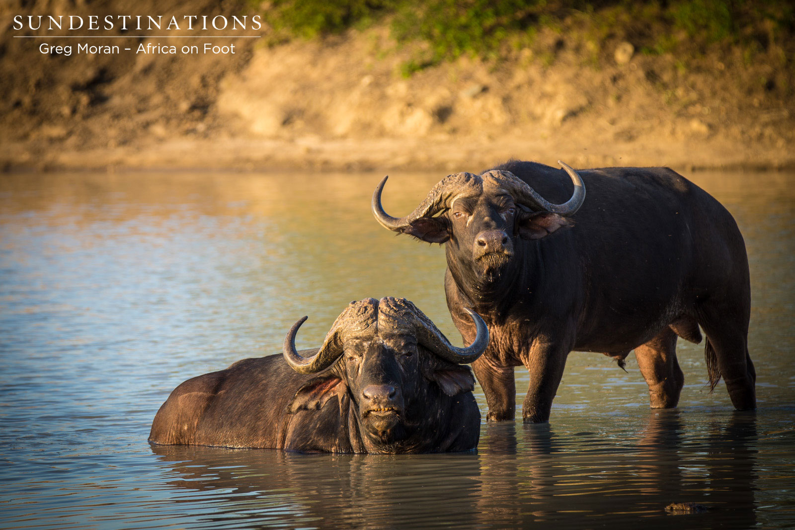 Africa On Foot Buffalo