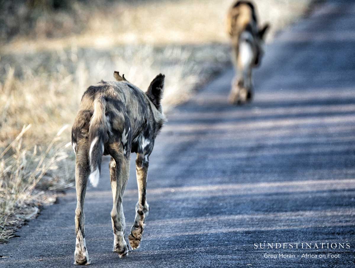 Africa On Foot Wild Dogs