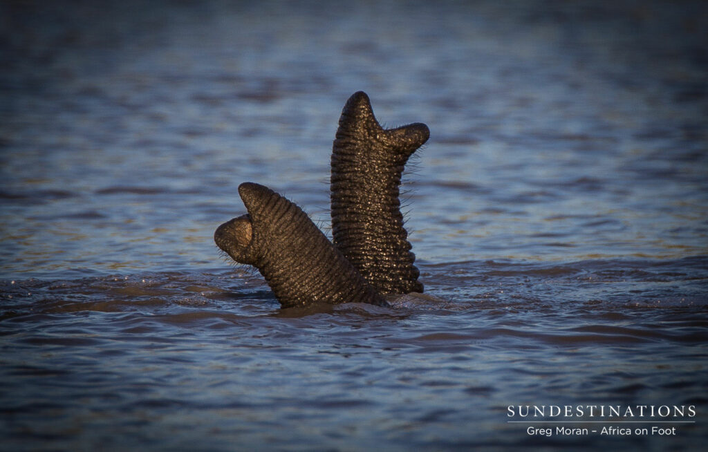 Africa On Foot Trunks