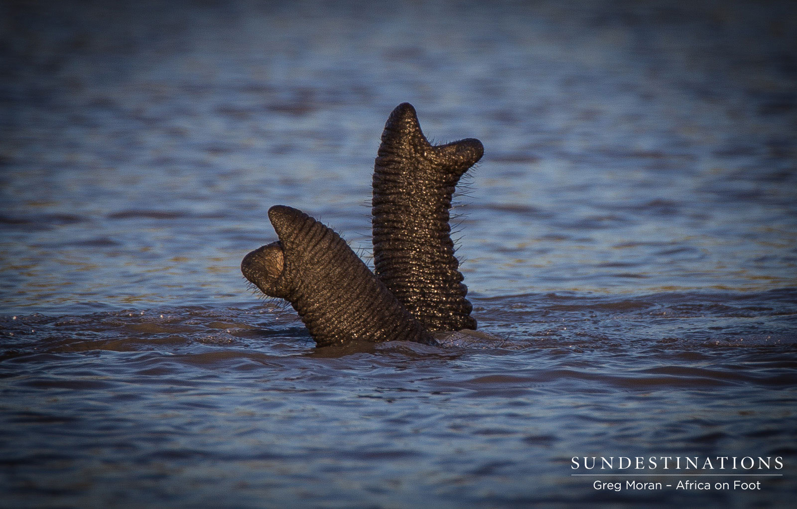 Africa On Foot Trunks