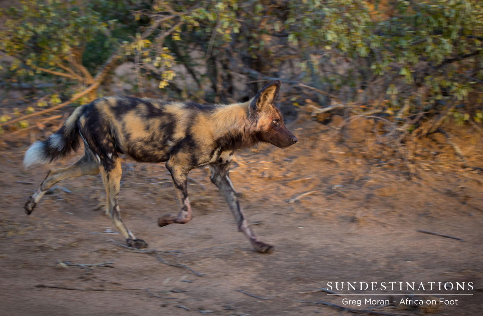 Africa On Foot Wild Dog