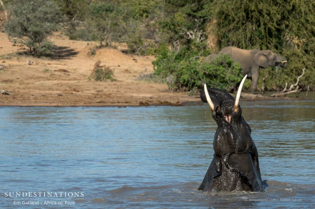 An elephant celebrating the brimming waterhole during the drought in Klaserie An elephant celebrating the brimming waterhole during the drought in Klaserie