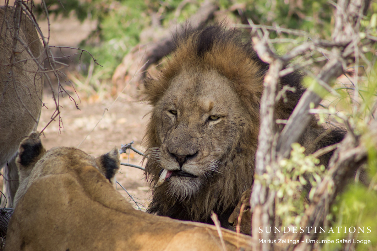 Charlestons with the Tooth