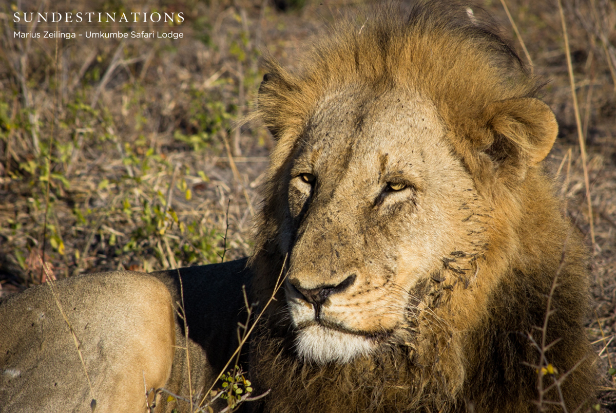Charleston Male Umkumbe