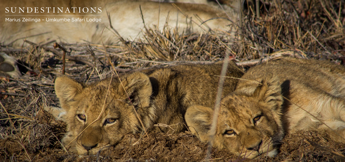 Two Cubs Southerns